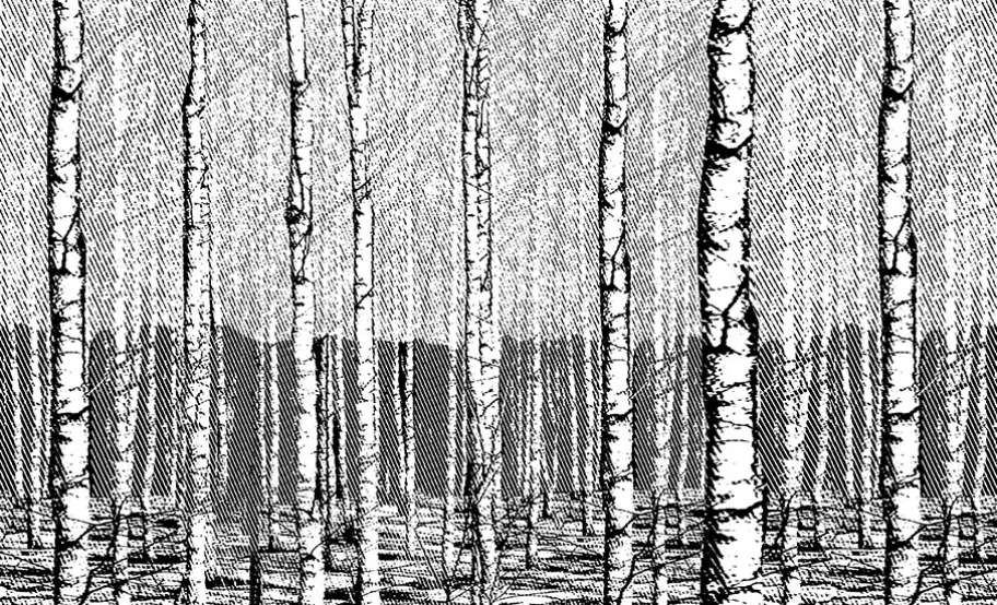 Birch banner img