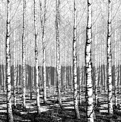 Birch