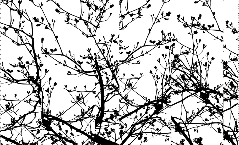 Branches banner image