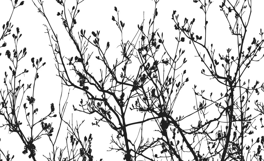 Branches continous banner image