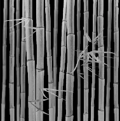 graphic concrete pattern collection bamboo leaves nega