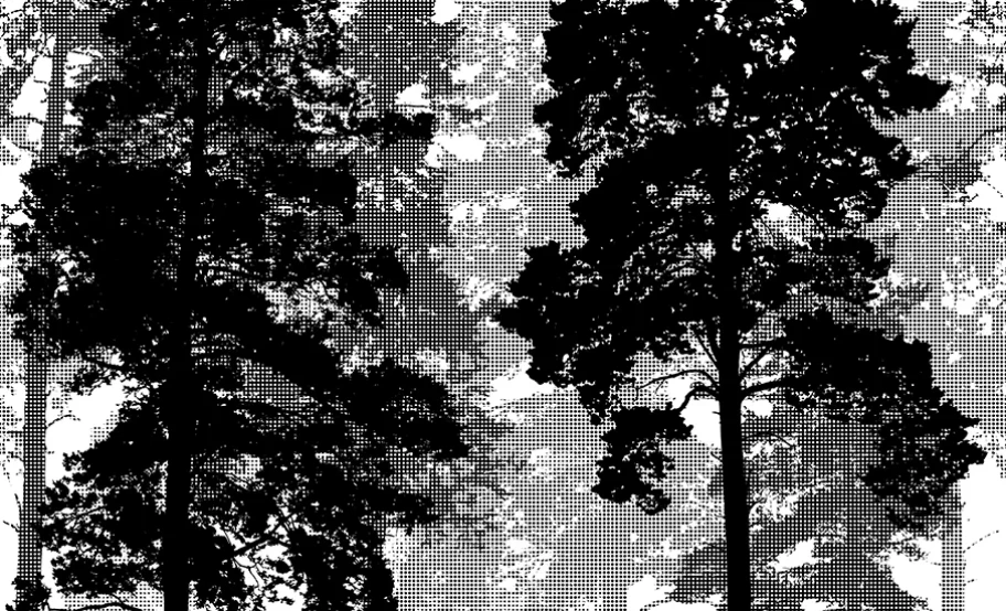 pine trees slider image1